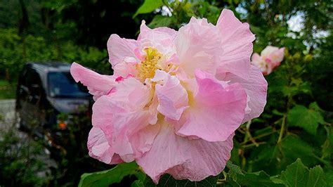 芙蓉會開花嗎|木芙蓉 Hibiscus mutabil